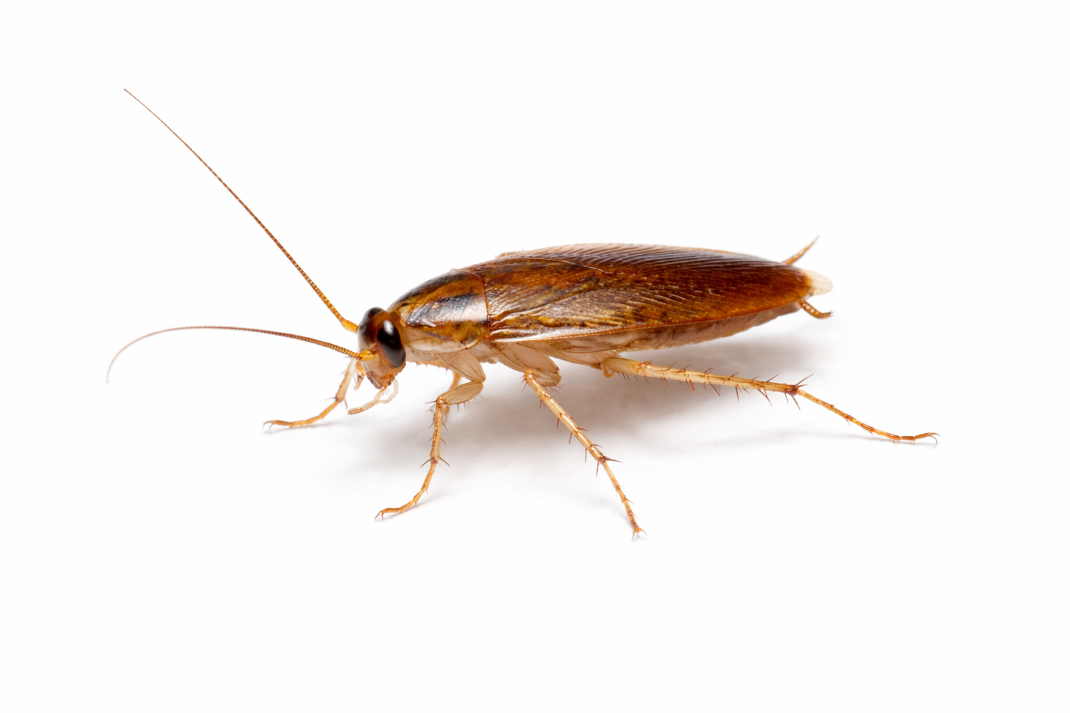 Karaczan prusak, brązowy, z długimi czułkami i odnóżami, widoczny z boku na białym tle.