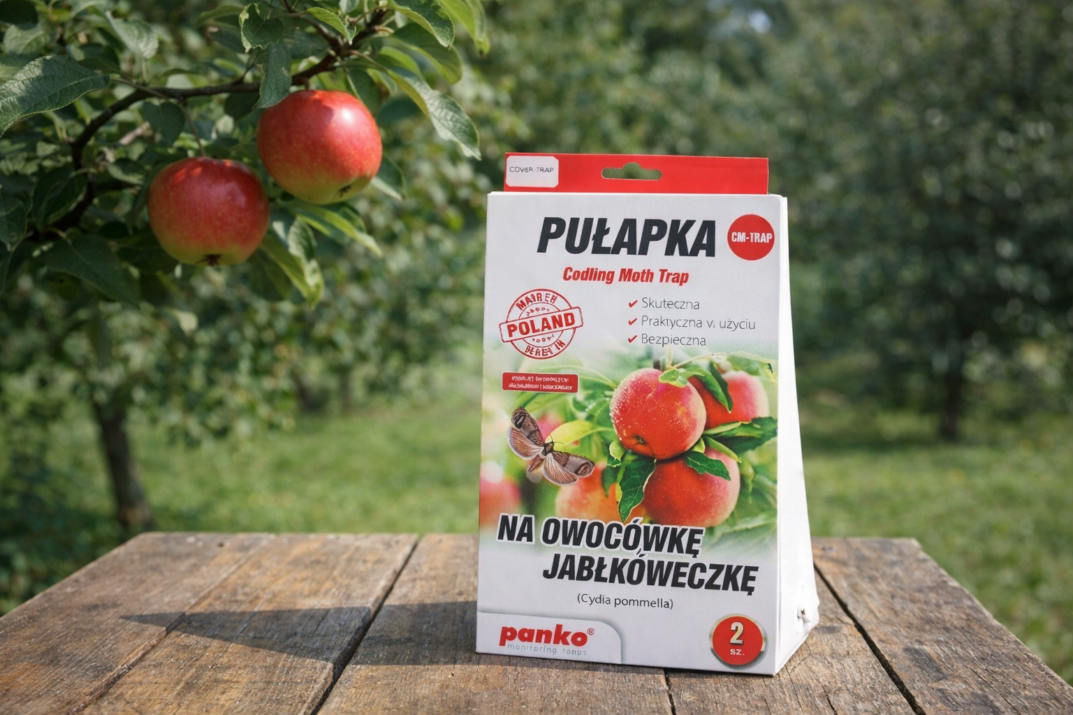 Pułapka feromonowa na owocówkę jabłkóweczkę ustawiona na drewnianym stoliku pod jabłonią w przydomowym ogrodzie, monitoring szkodników owoców.