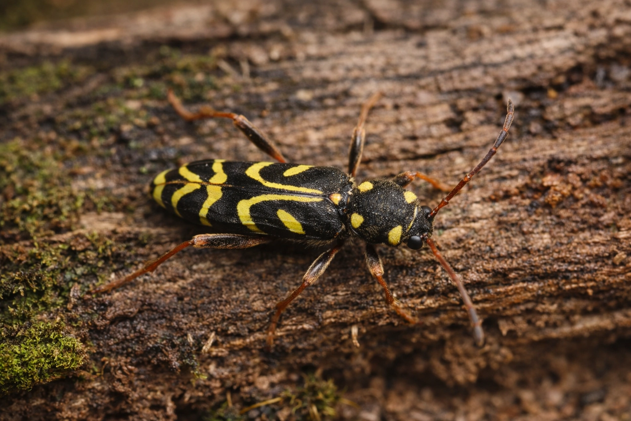 Biegowiec dębowy na drewnie – dorosły chrząszcz z charakterystycznym czarno-żółtym wzorem