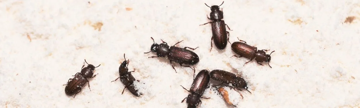 Chrząszcze magazynowe na jasnym, sypkim podłożu przypominającym mąkę.