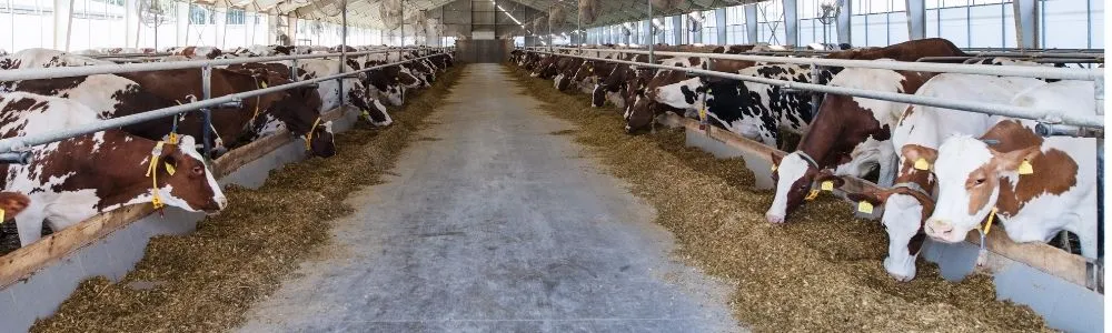 Krowy mleczne w oborze, stojące w rzędach po obu stronach korytarza i jedzące paszę ze żłobów