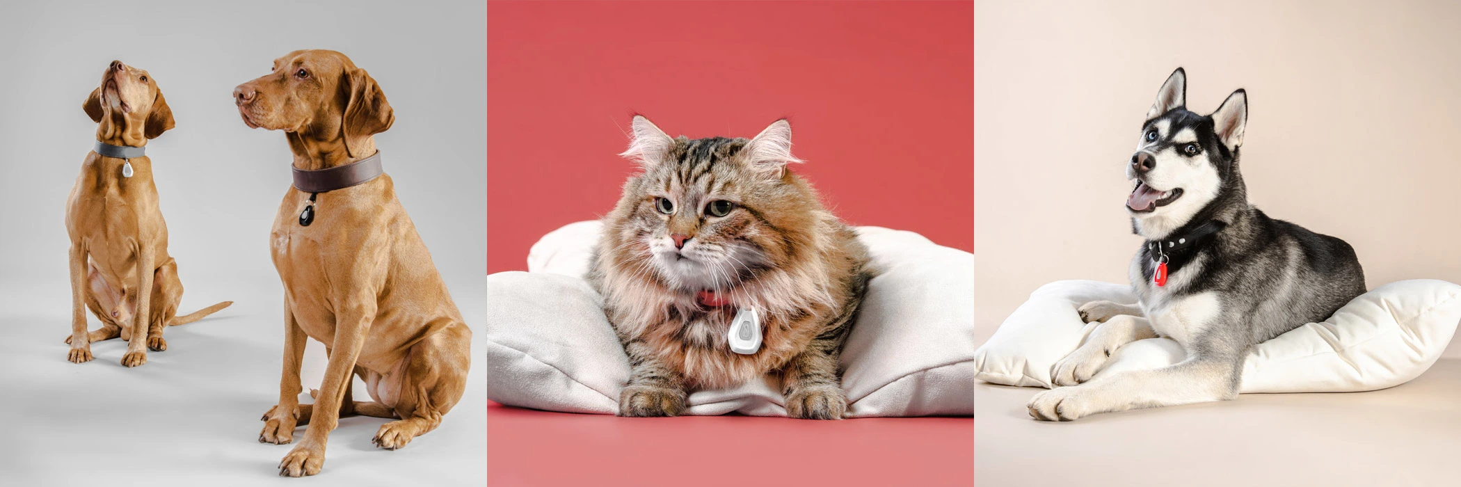 Psy i kot z ultradźwiękowym odstraszaczem na obroży – ochrona przed kleszczami i pchłami