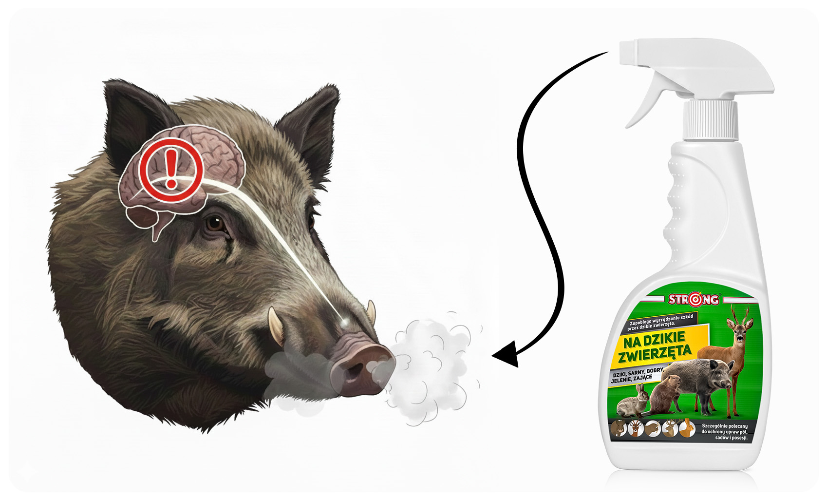 Dzik z zaznaczonym mózgiem i strzałką do preparatu Strong, wskazującą na jego odstraszające działanie zapachowe.