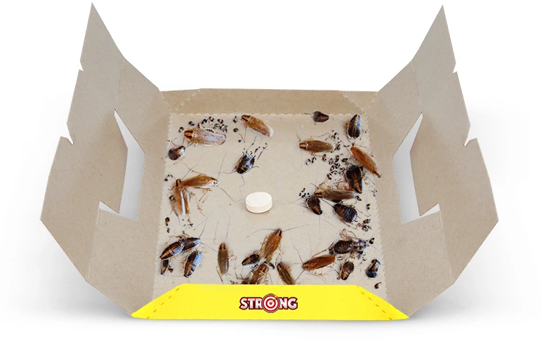 Pułapka na karaluchy z przynętą pośrodku, wewnątrz której przyklejone są martwe owady i ślady odchodów.