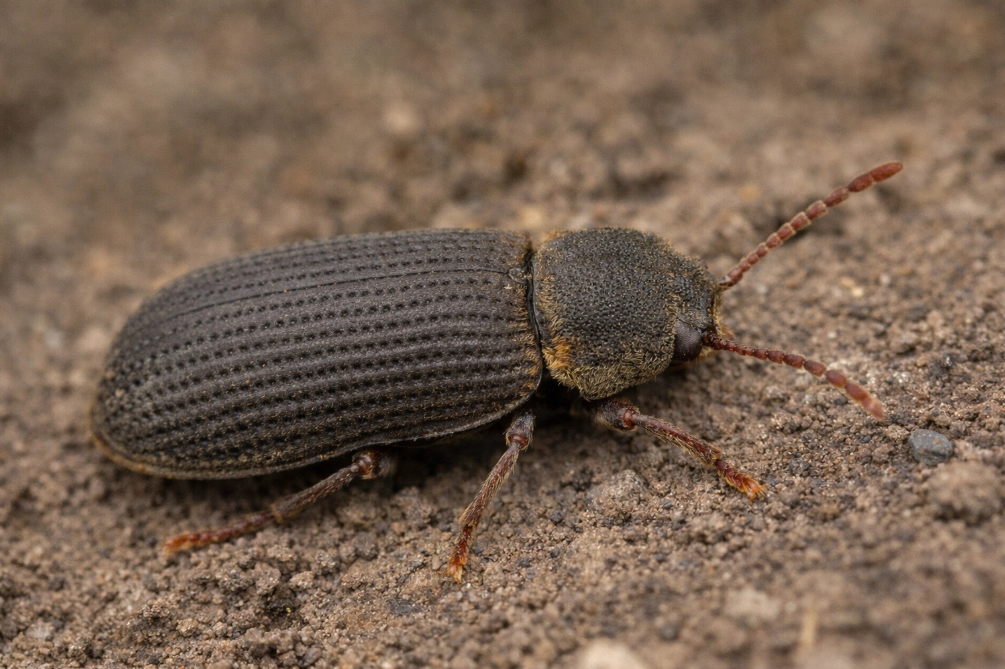 Kołatek uparty z bliska – dorosły chrząszcz szkodnik drewna na powierzchni drewna.