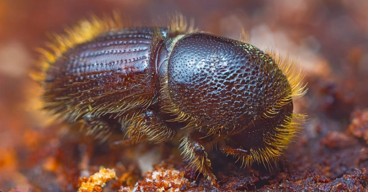 Kornik drukarz na korze drzewa – dorosły chrząszcz niszczący drewno iglaste