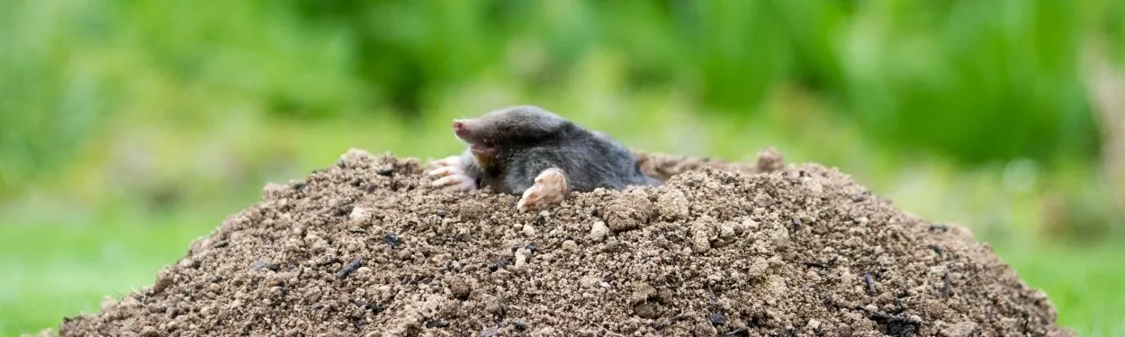 Kret w ogrodzie na kopcu ziemi – widoczne kretowisko na trawniku.