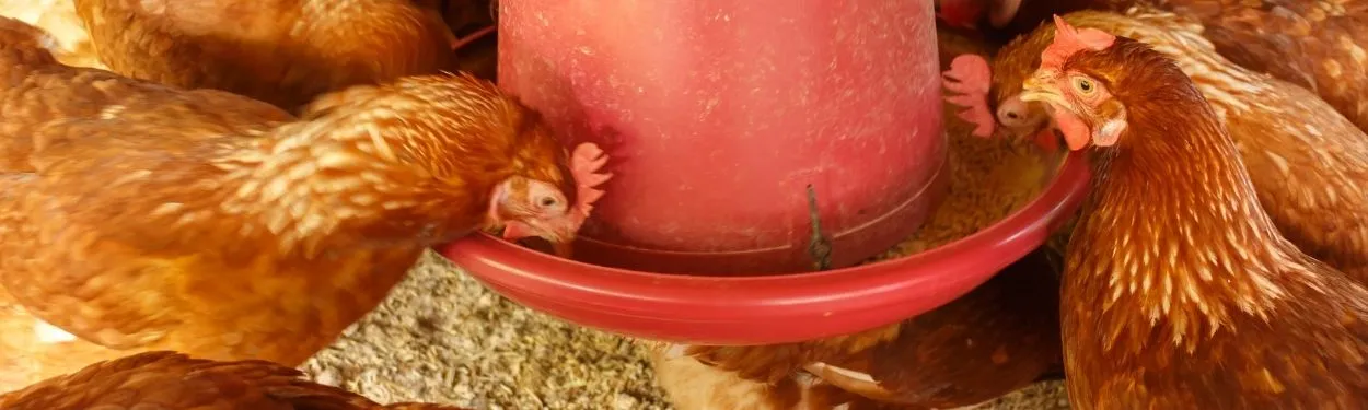 Kury nioski o brązowym upierzeniu jedzą z czerwonego karmnika ustawionego na ściółce.