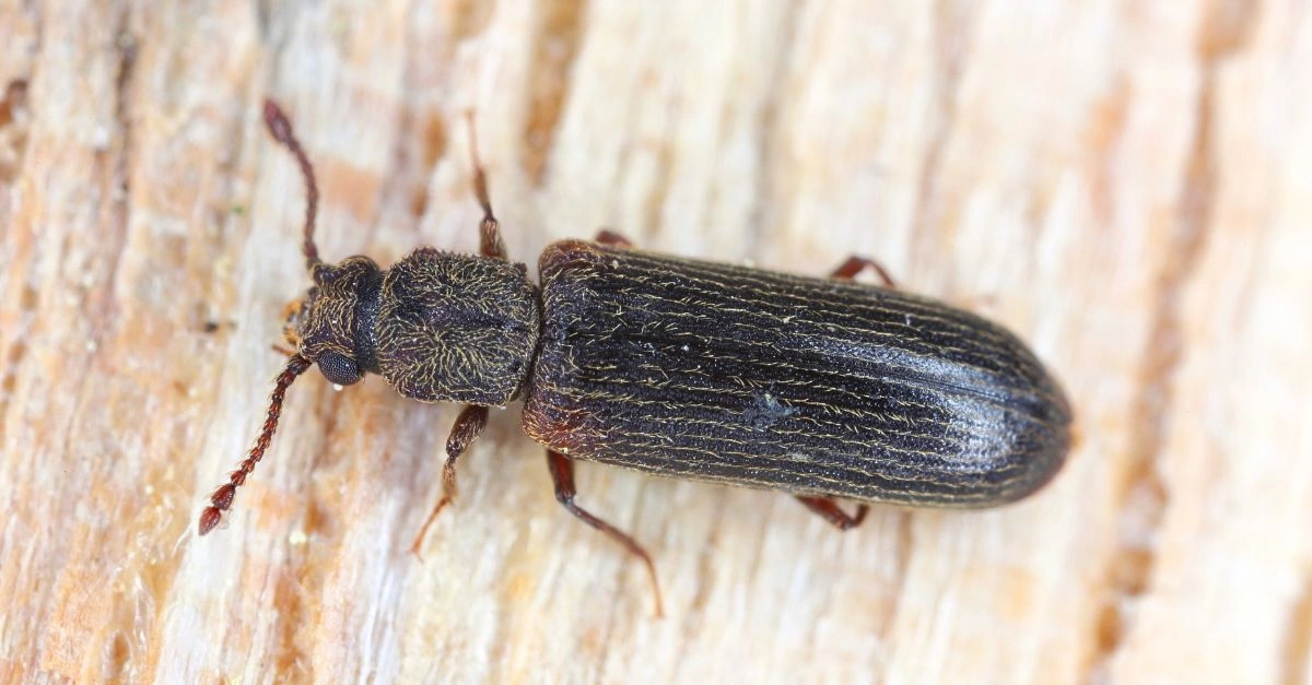 Miazgowiec parkietowiec na drewnie – dorosły chrząszcz szkodnik drewna z bliska