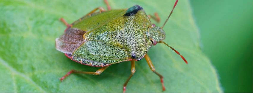 Odorek zieleniak (Palomena prasina) na liściu rośliny w ogrodzie.