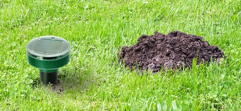 Odstraszacz ultradźwiękowy na krety w ogrodzie ustawiony przy kopcu ziemi, urządzenie zabezpieczające trawnik przed kretowiskami.