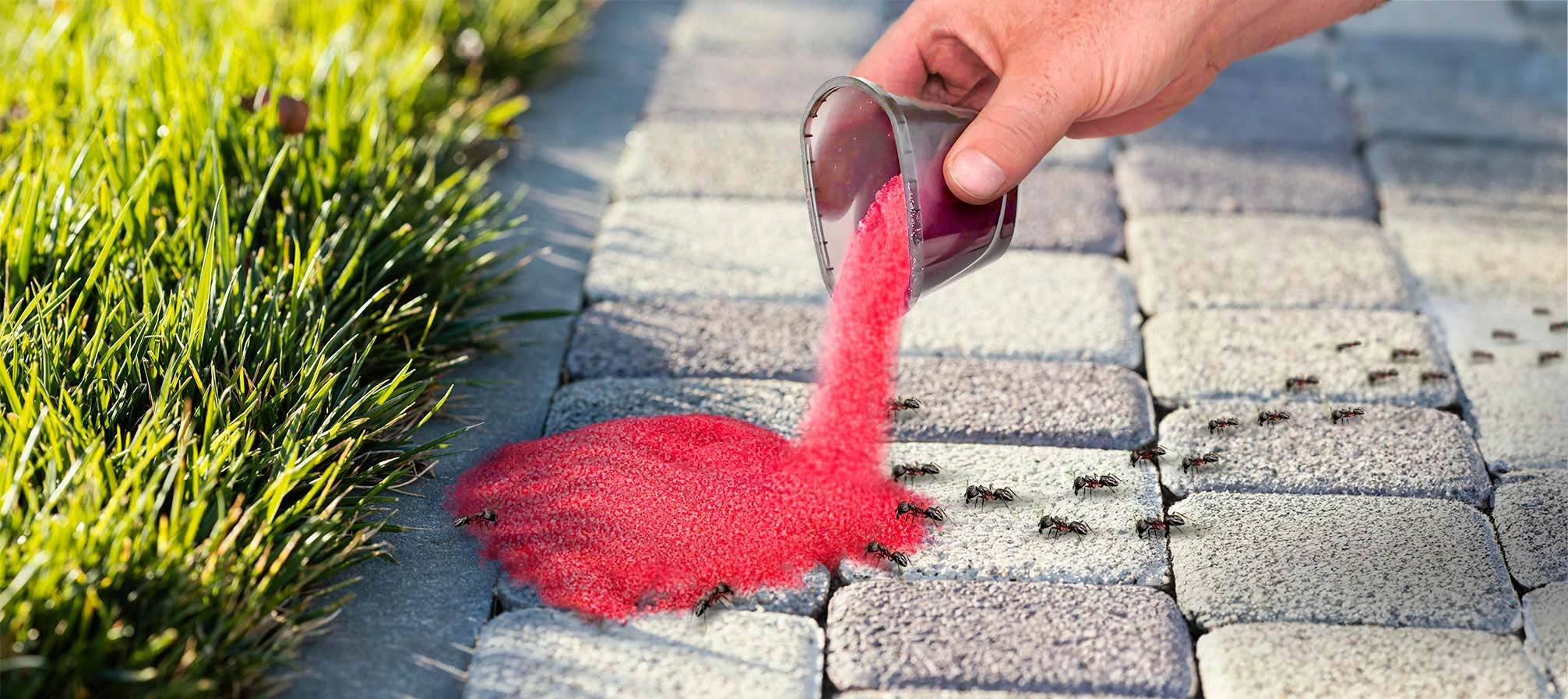 Preparat na mrówki w czerwonym opakowaniu, wysypywany na kostkę brukową przy trawie; wokół chodzą mrówki.