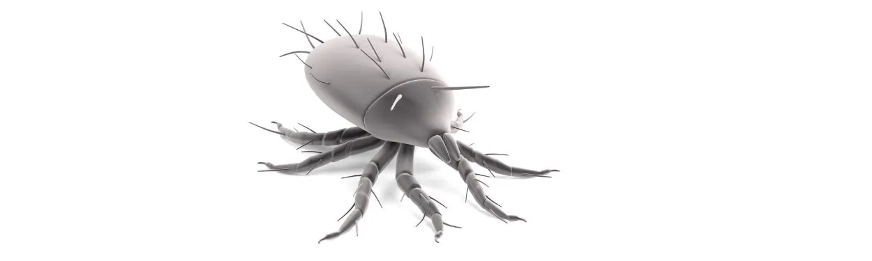 Model 3D roztocza domowego w powiększeniu, owalne ciało, osiem odnóży i liczne włoski czuciowe.