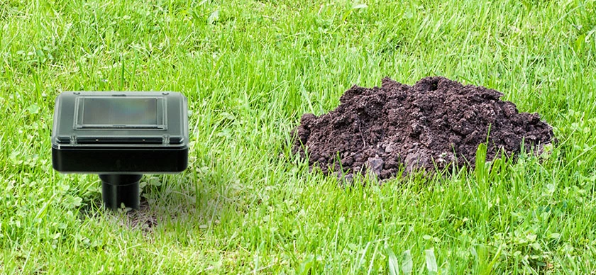 Odstraszacz kretów z panelem solarnym wbity w trawnik, ustawiony obok świeżo usypanego kopca ziemi.