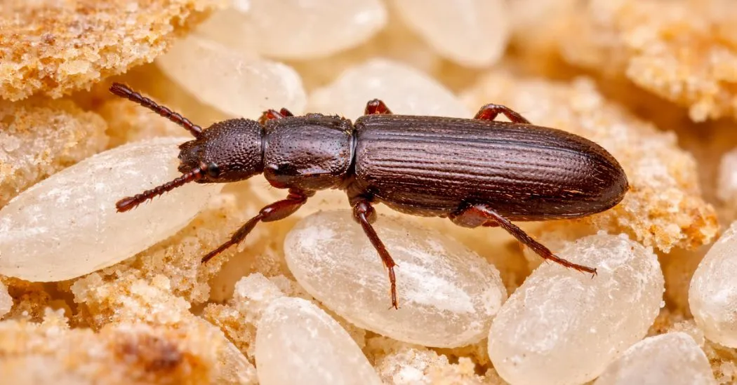 Brązowy chrząszcz magazynowy na ziarnach ryżu i okruchach zboża, ujęcie makro z widocznymi segmentami pancerza.