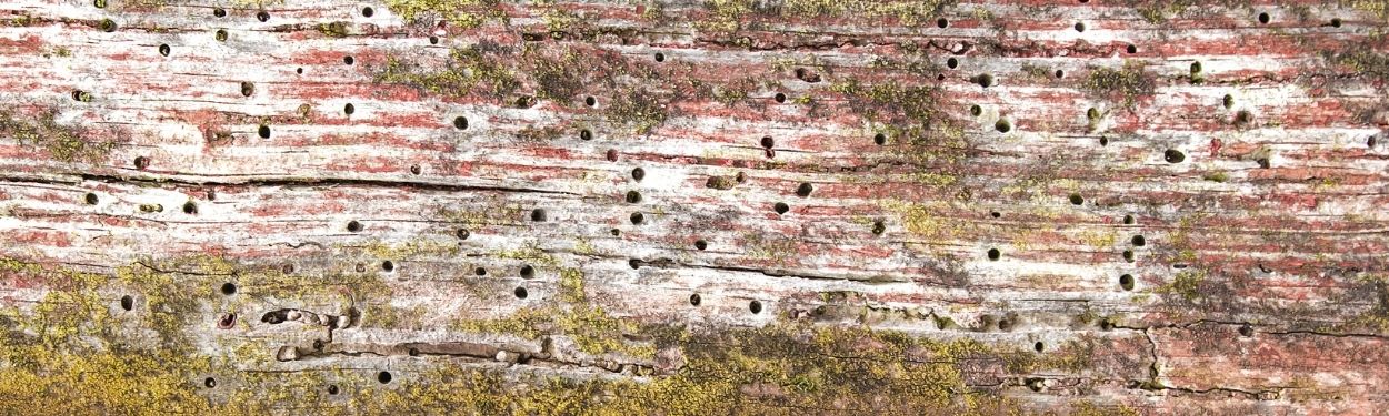 Zbutwiała deska pokryta mchem i resztkami czerwonej farby, z licznymi otworami po owadach.