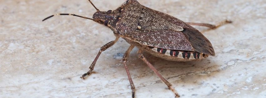 Tarczówka marmurkowata (Halyomorpha halys) na powierzchni ściany budynku.