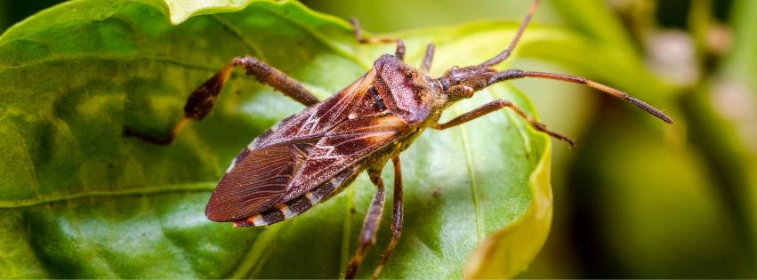 Wtyk amerykański (Leptoglossus occidentalis) na liściu rośliny.