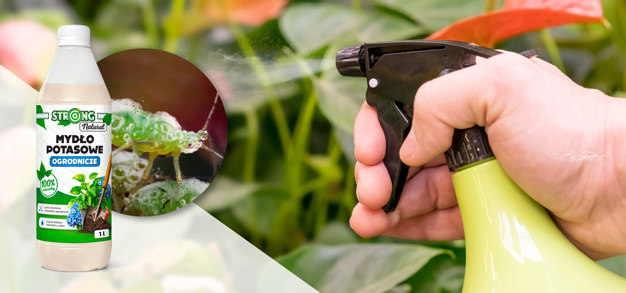 Mydło potasowe ogrodnicze Strong Natural 500 ml, oprysk roślin spryskiwaczem, zbliżenie na mszycę pokrytą pianą preparatu